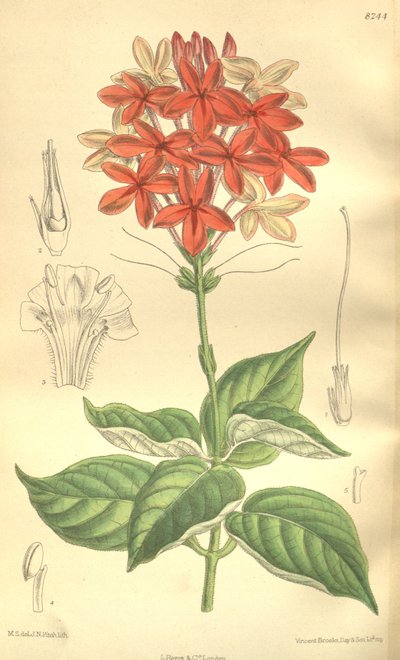 Pseuderanthemum seticalyx (Ruspolia seticalyx), Acanthaceae by J.N. Fitch